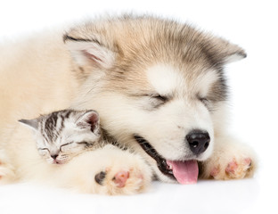 Puppy sleeping with kitten. isolated on white background