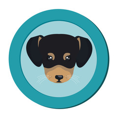 cute dog isolated icon vector illustration design