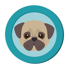 cute dog isolated icon vector illustration design