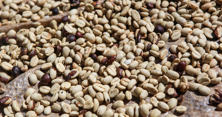 Fototapeta premium View of drying of collected coffee beans near the city of Piura, region called Jijili. In the north of Peru, 2011.