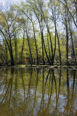 Fototapeta na wymiar Spring landscape. Row of tall poplars and their reflections in p