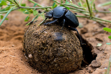 Scarab with food in a desert