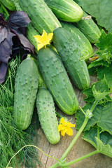 Harvest of cucumbers on old timber