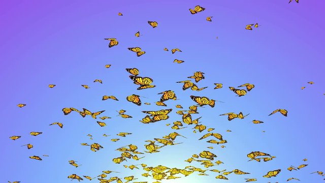 Flying butterflies large group of butterflies