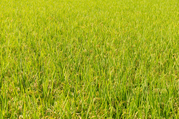 Rice field
