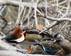 Mandarin Duck (Aix Galericulata), Franklin Canyon, Beverly Hills, CA, USA.