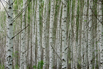 Белые стволы берёз