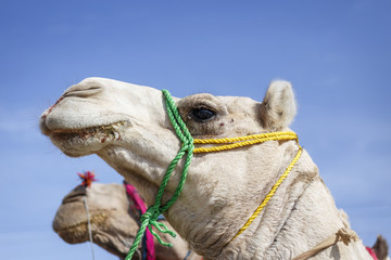 Egyptian camel..