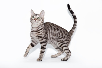 Bengal cat playing on white background