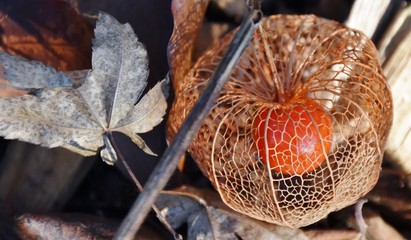 Close up of a cold winter cherry