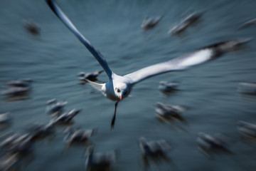 Flying Seagull action movement blur on Sea background