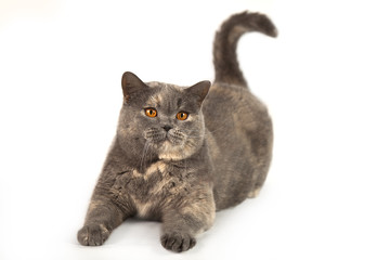 Fat British cat on a white background