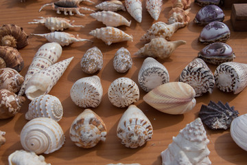 Conchiglie