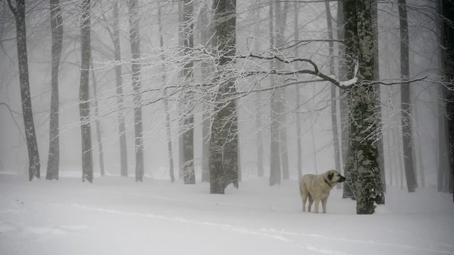 Ormanda, kar &uuml;zerinde bir k&ouml;pek