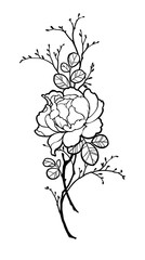 Naklejka premium Hand drawn peony rose flower with branches for decorate. Black ink on white background. Can be used for decorate postcards, tattoo, engraving, etching, decorate t-shorts, tunics, bags.