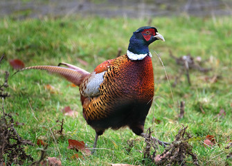 The common pheasant is a bird in the pheasant family. The genus name comes from Latin phasianus, 