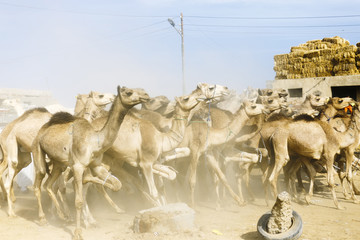 Camels running at Camel Market, Birqash, Barqash, Imbaba, Giza G