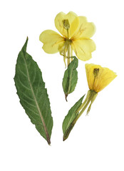 Pressed and dried flowers evening primrose. Isolated