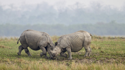 Obraz premium Rhinoceros