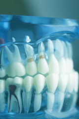 Dental teeth dentistry model