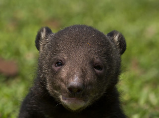 Child Bear