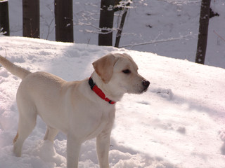 snow, dog, pet, labrador, cute, retriever, park, pedigree, white, animal, breed, nature, looking, outdoor, young, canine, winter, frost, adorable, snowy, season, portrait, beautiful, active, fun, day,