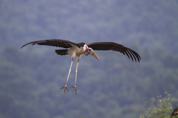 Obraz premium Bird