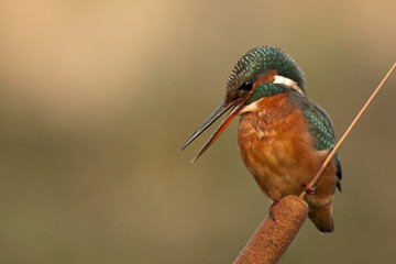 Adult female of Common kingfisher. Alcedo atthis