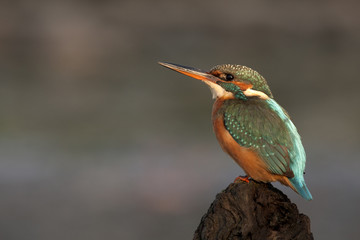 Adult female of Common kingfisher. Alcedo atthis