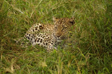 Leopard