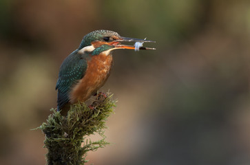 Adult female of Common kingfisher with a fish in the freshly caught fish . Alcedo atthis