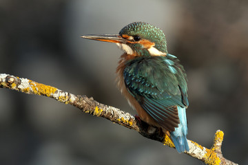 Adult female of Common kingfisher. Alcedo atthis