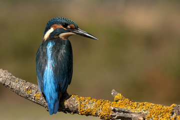 Adult male of Common kingfisher. Alcedo atthis