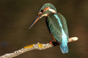 Adult female of Common kingfisher. Alcedo atthis