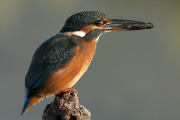 Adult female of Common kingfisher with a fish in the freshly caught fish . Alcedo atthis