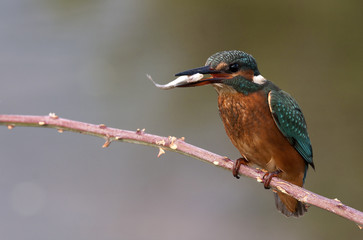 Adult female of Common kingfisher with a fish in the freshly caught fish . Alcedo atthis