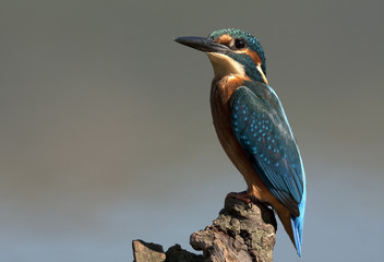Adult male of Common kingfisher. Alcedo atthis