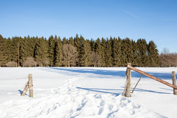 meadow in the snow