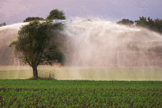 Irrigazione in un campo di foraggio