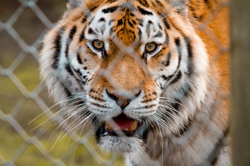 Naklejka premium Tiger behind a fence with eye contact