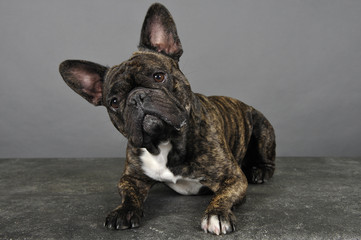 bouledogue 