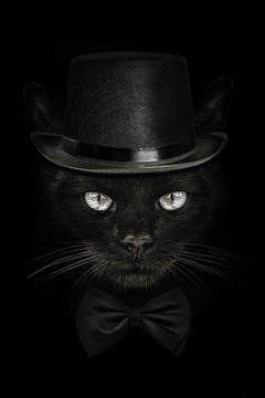 dark muzzle cat close-up in a hat and tie butterfly