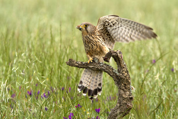 Adult female of Common kestrel. Falco tinnunculus.