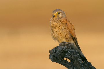 Adult male of Common kestrel. Falco tinnunculus.
