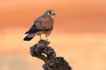 Adult male of Common kestrel. Falco tinnunculus.