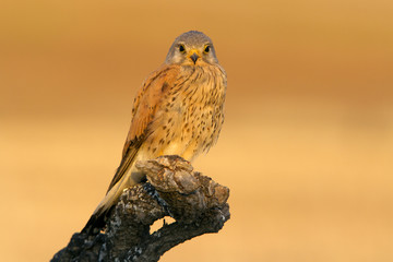 Adult male of Common kestrel. Falco tinnunculus.