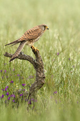 Adult female of Common kestrel. Falco tinnunculus.