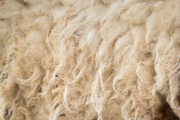 wool