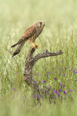 Adult female of Common kestrel. Falco tinnunculus.