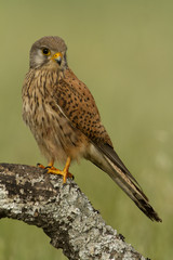 Young male of Common kestrel. Falco tinnunculus
